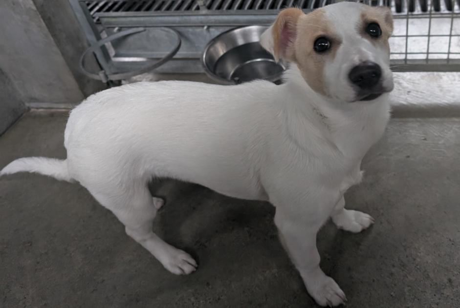 Alerte Découverte Chien croisement  Femelle , Entre 1 et 3 mois Châteaubourg France